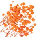 Buquê de flores secas de Gypsophila (mosquitinho) 75cm 100g | Floristik24.pt