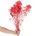 Gipsofila seca (Gypsophila) - Ramo de 75 cm - 100 g | Floristik24.pt