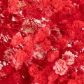 Gipsofila seca (Gypsophila) - Ramo de 75 cm - 100 g | Floristik24.pt