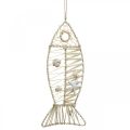 Floristik24 Decoração de peixe marítimo com vime e conchas, decoração de cabide de peixe forma natureza 38cm
