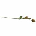 Ramo de avelã verde / marrom 84cm | Floristik24.pt
