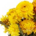 Floristik24 Ramo decorativo de flores secas amarelas de morango 75g