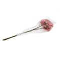 Floristik24 Ramo de flor de sabugueiro rosa-branco L 55 cm 4 unidades
