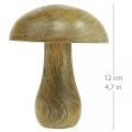 Floristik24 Cogumelo de madeira natural, cogumelos de madeira amarelos deco de outono 12×10cm