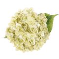 Flor artificial de hortênsia com caule longo e folhas, 60 cm | Floristik24.pt