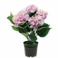 Floristik24 Flores de seda hortênsia em um vaso lilás 35cm