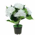 Floristik24 Hortênsia em vaso de flores Branco Artificial 35cm