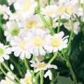 Floristik24 Flores artificiais do prado de camomila brancas 58 cm 4 unidades
