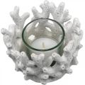Floristik24 Lanterna com vidro em coral decoração marítima branca artificial Ø9.5cm 2pcs
