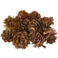 Floristik24 Pinhas naturais pequenas pinhas decoração em rede 2,5-3,5cm 300g