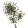 Floristik24 Ramo de pinheiro artificial para decoração de mesas e vasos, 70 cm