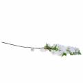 Floristik24 Ramo de flor de cerejeira branco artificial 103 cm