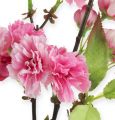 Floristik24 Ramo de flor de cerejeira em rosa 77cm