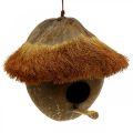 Floristik24 Coco como caixa de nidificação, casinha de pássaros para pendurar, decoração de coco Ø16cm C 46cm