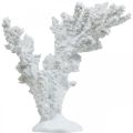 Floristik24 Decoração marítima coral branco suporte de decoração artificial 11×12cm