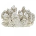 Floristik24 Decoração marítima coral branco poliresina artificial pequena 13,5x12 cm