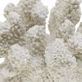 Floristik24 Decoração marítima coral branco poliresina artificial pequena 13,5x12 cm
