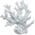 Floristik24 Decoração marítima coral branco decoração de verão 14,5×14,5cm