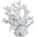 Floristik24 Decoração marítima coral branco decoração de verão 14,5×14,5cm