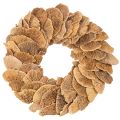 Floristik24 Guirlanda de fungos em forma de árvore, cor natural, para decoração de porta ou parede, 37 cm