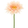 Floristik24 Flores artificiais de gerbera cor damasco, 47 cm, pacote com 6 unidades.