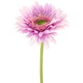 Floristik24 Flores artificiais de gerbera para jardim, roxas, 47 cm, conjunto de 6 peças.