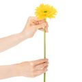 Flores artificiais de gérbera, amarelo ensolarado, flor de jardim, 47 cm, 6 peças | Floristik24.pt