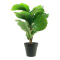 Floristik24 Planta artificial em vaso Ficus planta artificial em vaso 42cm