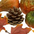 Floristik24 Cones decorativos de abóbora folhas de outono conjunto de decoração de outono 5-11cm