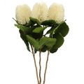 Floristik24 Flores artificiais, Banksia, Proteaceae Creme branco L58cm H6cm 3pcs
