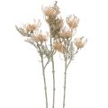 Floristik24 Flores Artificiais, Flor Alfineteira, Leucospermum, Proteaceae Lavado Branco L58cm 3pcs