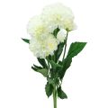 Floristik24 Flores artificiais dálias decorativas brancas artificiais 50cm