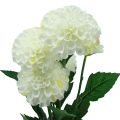 Floristik24 Flores artificiais dálias decorativas brancas artificiais 50cm