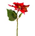 Floristik24 Flores artificiais vermelho poinsétia L73cm