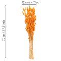 Feixe de capim-veludo Lagurus, seco, 70 cm, 100 g | Floristik24.pt