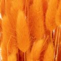 Feixe de capim-veludo Lagurus, seco, 70 cm, 100 g | Floristik24.pt