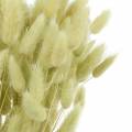 Floristik24 Velvet Grass Lagurus Light Green 100g Dry Grass