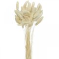 Floristik24 Lagurus rabo de coelho seco branqueado 40-50cm 50p