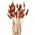 Floristik24 Erva seca vermelho ferrugem, decoração natural, lagurus, floricultura seca L45–50cm 30p