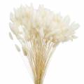 Floristik24 Flor seca Lagurus lâmpada de limpeza de grama branqueada 100g