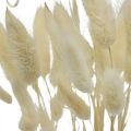 Floristik24 Lagurus decoração seca, capim veludo, capim rabo de coelho, decoração seca branqueada L20–60cm 30p