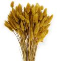 Floristik24 Grama decorativa amarelo dourado Lagurus 100gr
