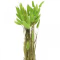 Floristik24 Veludo grama verde, lagurus, decoração seca, erva doce seca L18-50cm 25g