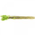 Floristik24 Veludo grama verde, lagurus, decoração seca, erva doce seca L18-50cm 25g