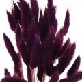 Floristik24 Velvet Grass Violet, Rabbit Grass, Lagurus L18-50cm 25g