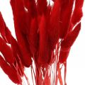 Floristik24 Grama decorativa vermelha, lagurus, grama aveludada, floricultura seca L30–50cm 20g