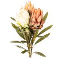 Floristik24 Flor artificial de Protea Leucadendron com haste longa, 65 cm, 3 peças