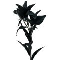 Floristik24 Flor artificial lírio negra 84 cm