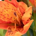 Flor artificial de Alstroeméria laranja, arranjo decorativo artificial, 75 cm, 3 peças. | Floristik24.pt