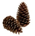 Floristik24 Cones Maritima 14/18 naturais 25 un